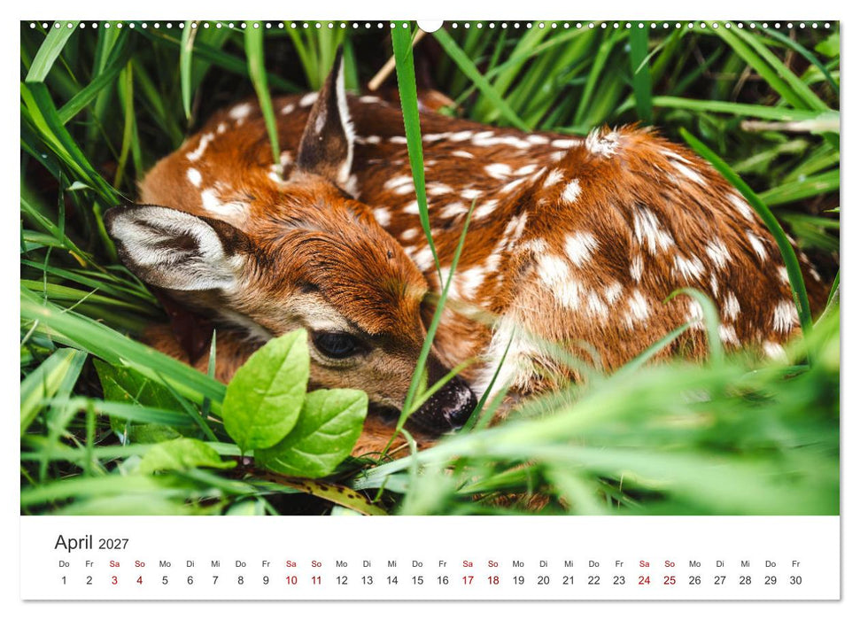 Rehkitz - Flinke kleine Bambis. (CALVENDO Wandkalender 2027)