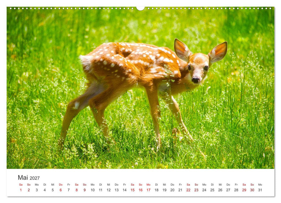 Rehkitz - Flinke kleine Bambis. (CALVENDO Wandkalender 2027)