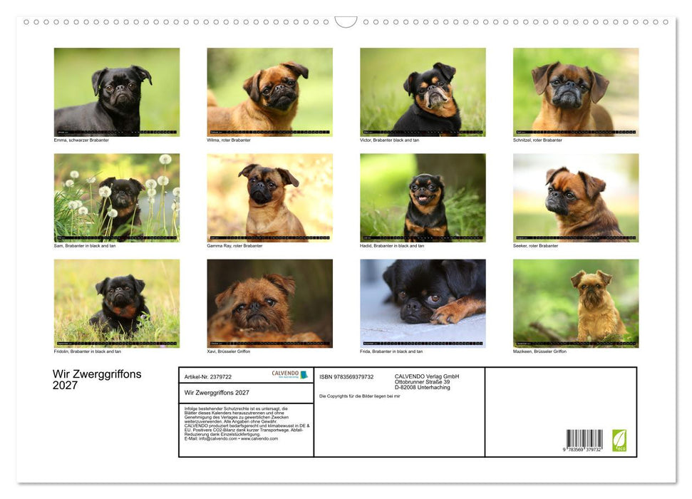 Wir Zwerggriffons 2027 (CALVENDO Wandkalender 2027)