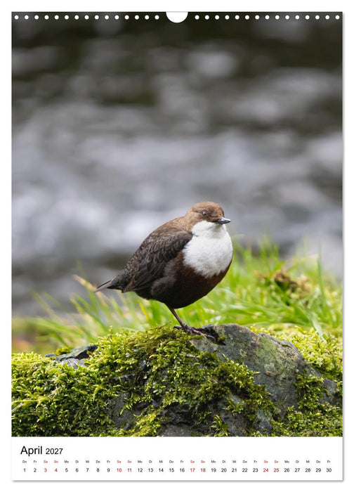 Heimische Vögel in Ihren Gärten (CALVENDO Wandkalender 2027)
