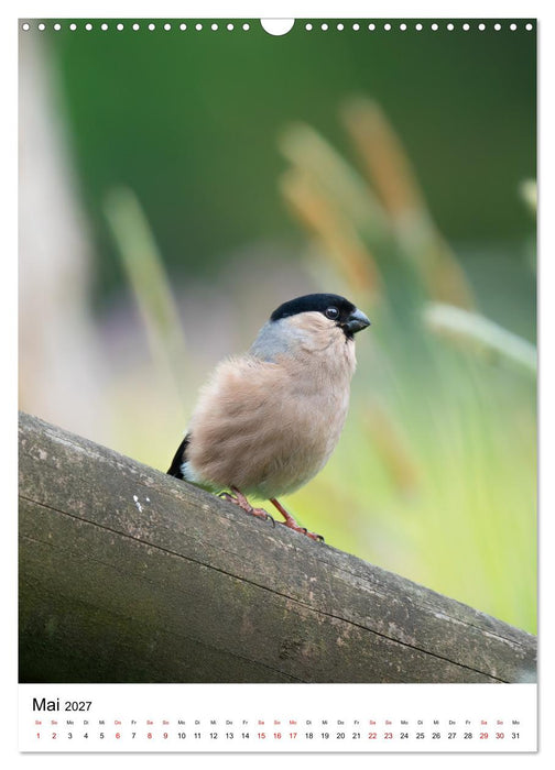 Heimische Vögel in Ihren Gärten (CALVENDO Wandkalender 2027)