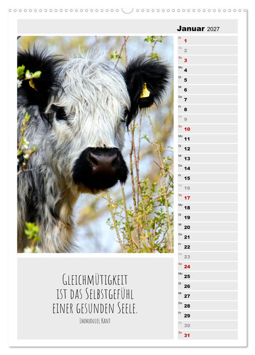 Coole Rindviecher (CALVENDO Premium Wandkalender 2027)
