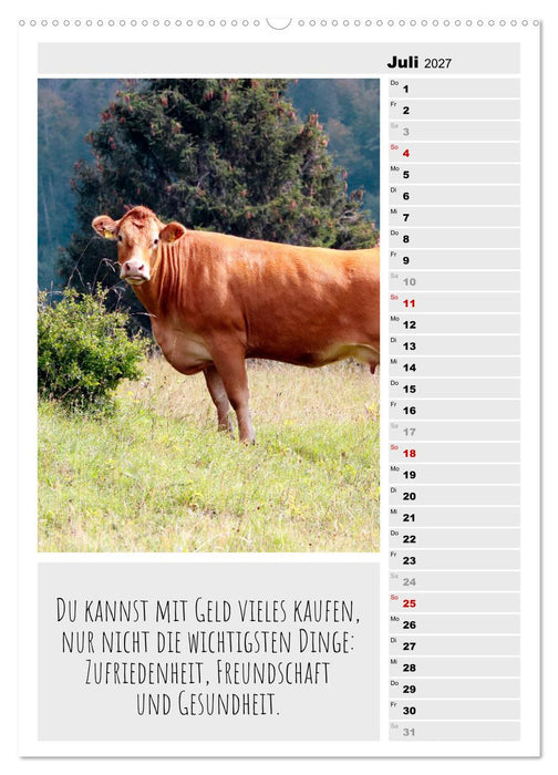 Coole Rindviecher (CALVENDO Premium Wandkalender 2027)