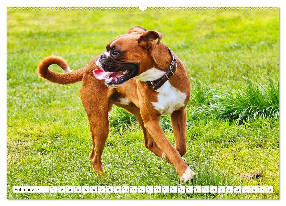 Muskelprotz Boxer (CALVENDO Premium Wandkalender 2027)
