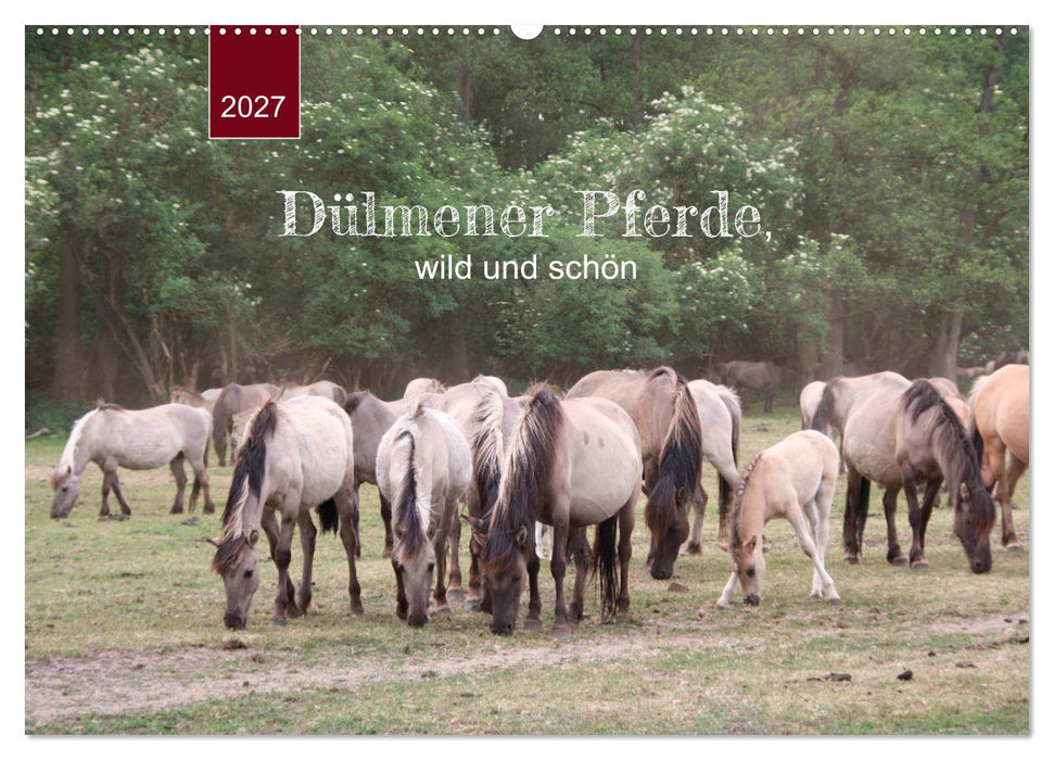 Dülmener Pferde, wild und schön (CALVENDO Wandkalender 2027)