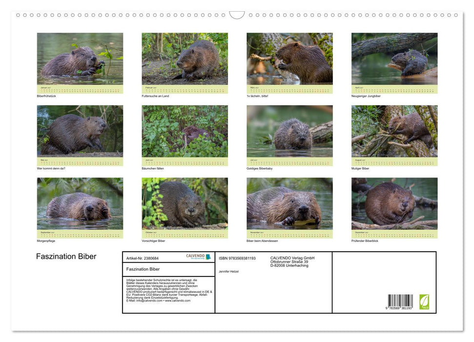 Faszination Biber (CALVENDO Wandkalender 2027)