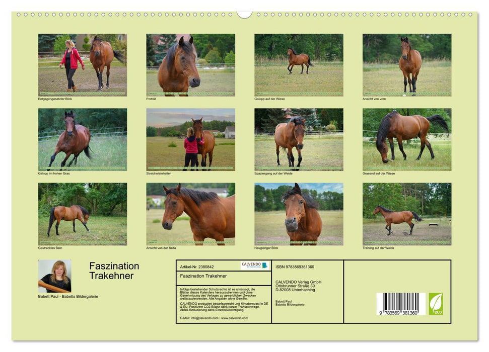 Faszination Trakehner (CALVENDO Premium Wandkalender 2027)