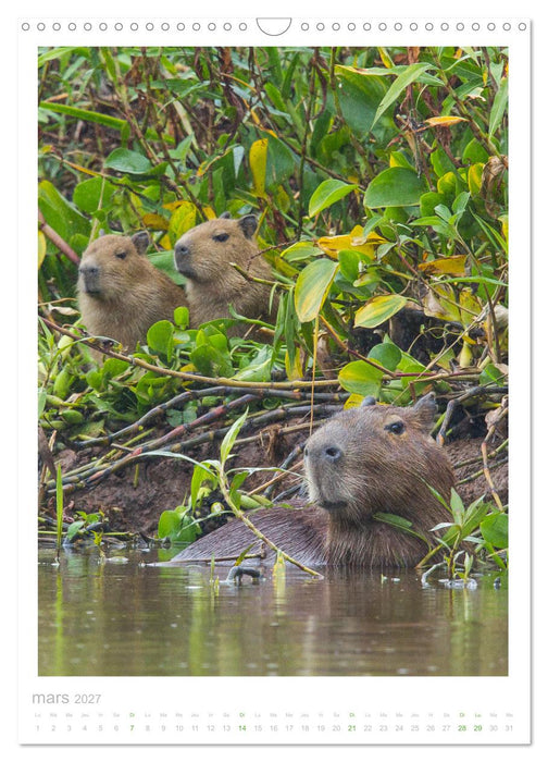 Le Pantanal (CALVENDO Calendrier mensuel 2027)