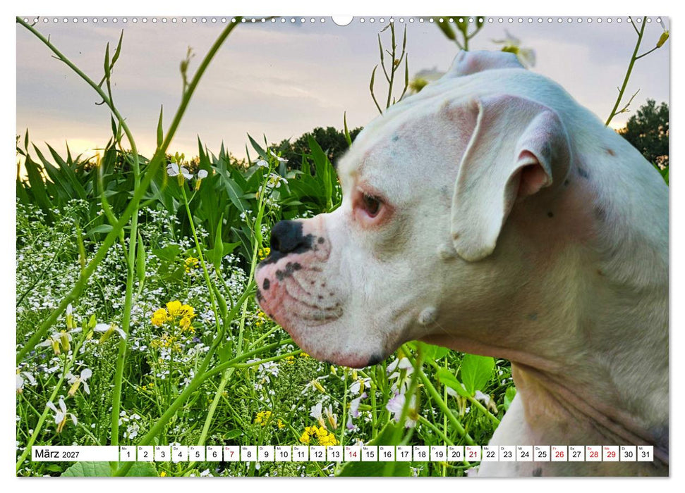 Muskelprotz Boxer (CALVENDO Wandkalender 2027)