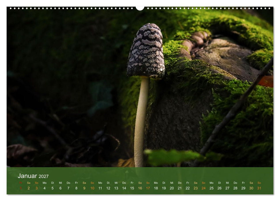 Die magische Welt der Pilze (CALVENDO Premium Wandkalender 2027)
