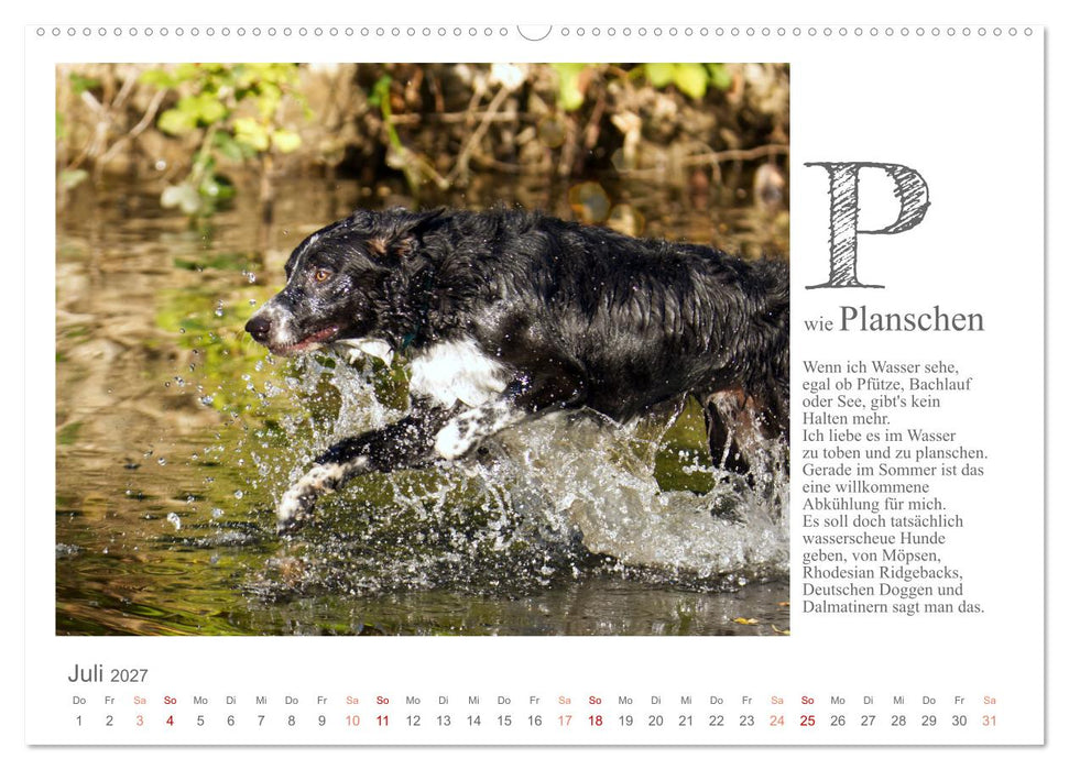 Das coole Hunde ABC (CALVENDO Premium Wandkalender 2027)