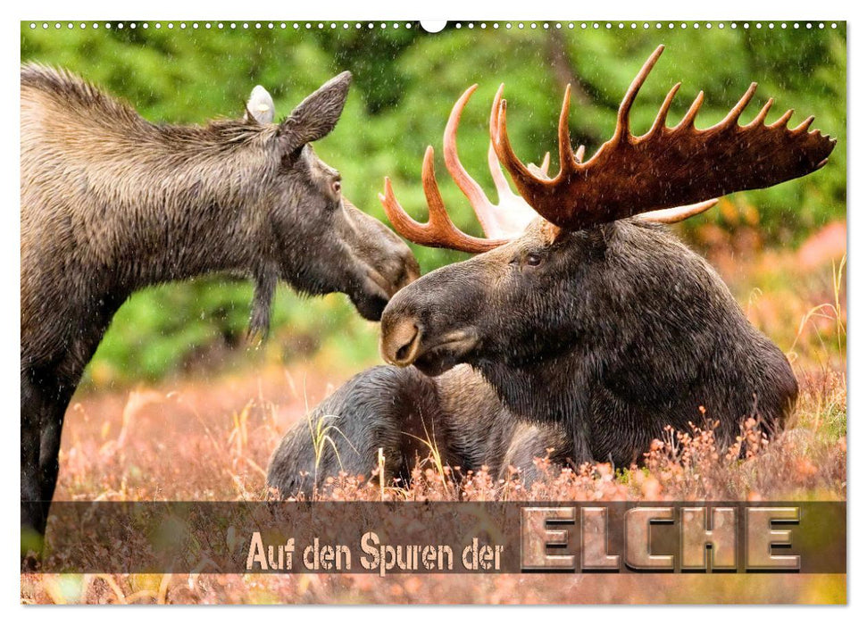 Auf den Spuren der Elche (CALVENDO Wandkalender 2027)