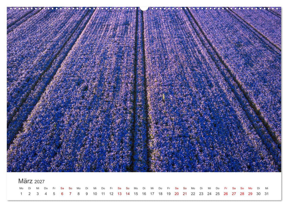 Lavendel - Die violette Wunderblume (CALVENDO Premium Wandkalender 2027)