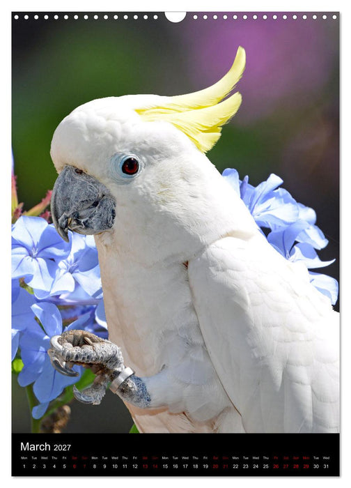 Fascinating parrots from all over the world (CALVENDO Monthly Calendar 2027)