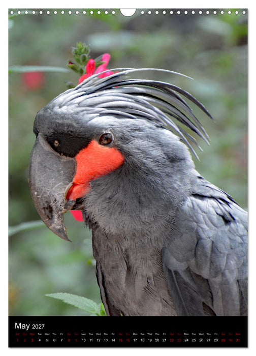 Fascinating parrots from all over the world (CALVENDO Monthly Calendar 2027)