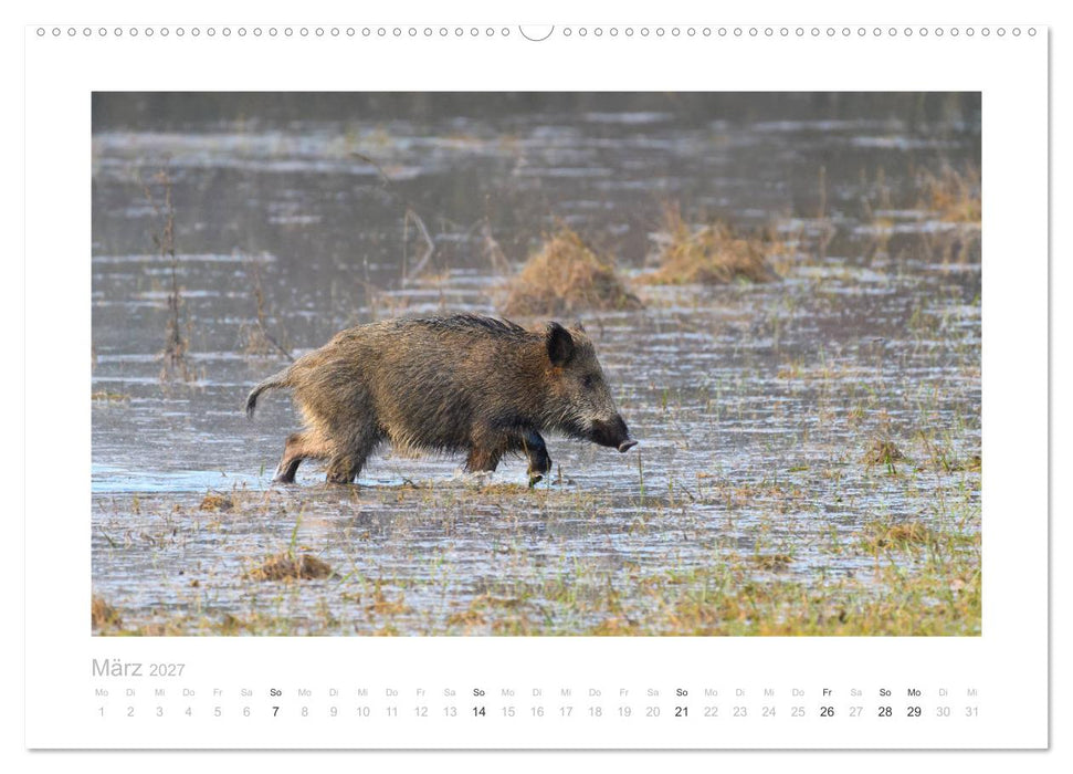 Wildschweine – Wildlife Fotografien (CALVENDO Premium Wandkalender 2027)