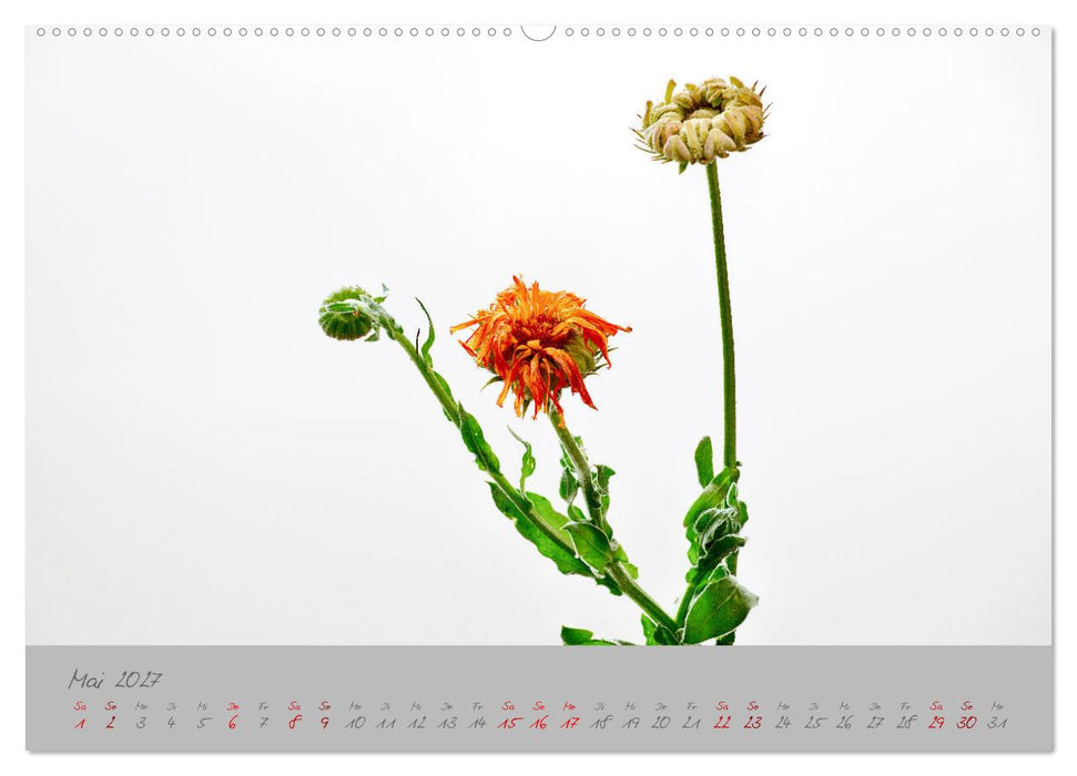 Pflanzen in der Zwischenwelt (CALVENDO Premium Wandkalender 2027)