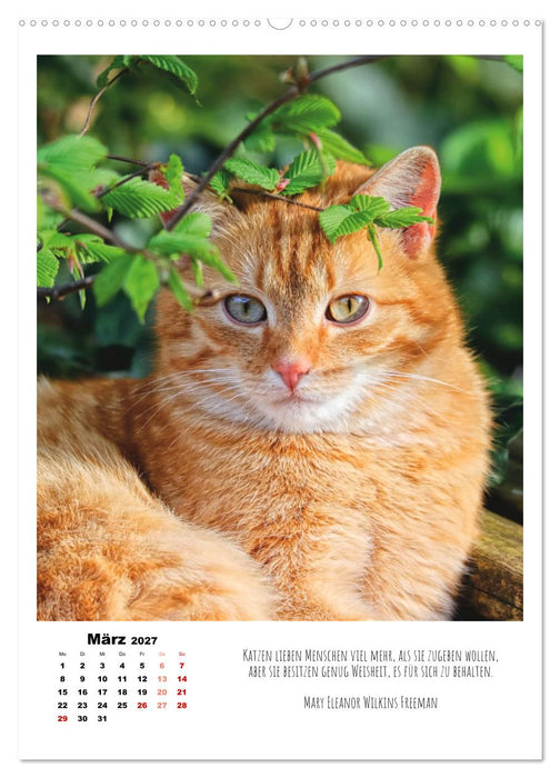 Stubentiger im Portrait (CALVENDO Premium Wandkalender 2027)