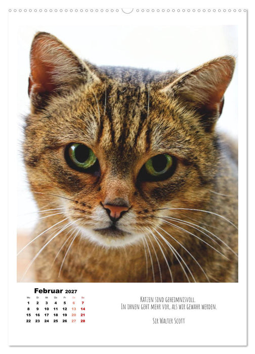 Stubentiger im Portrait (CALVENDO Wandkalender 2027)
