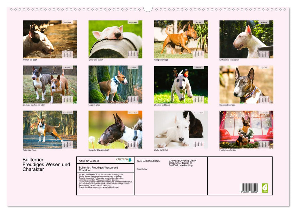 Bullterrier. Freudiges Wesen und Charakter (CALVENDO Wandkalender 2027)