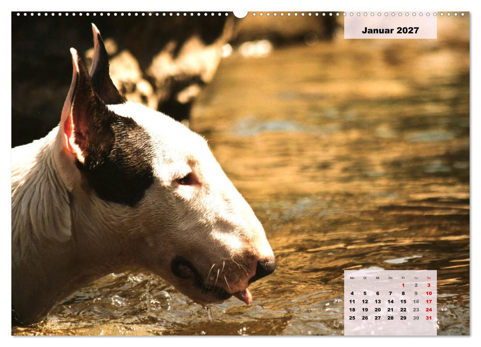 Bullterrier. Freudiges Wesen und Charakter (CALVENDO Wandkalender 2027)