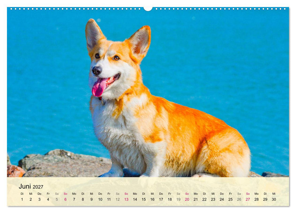 Welsh Corgi. Zauberhafter Dickkopf auf kurzen Beinen (CALVENDO Premium Wandkalender 2027)