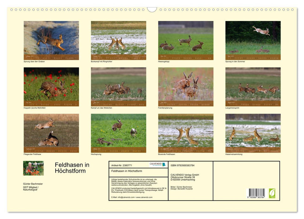 Feldhasen in Höchstform (CALVENDO Wandkalender 2027)