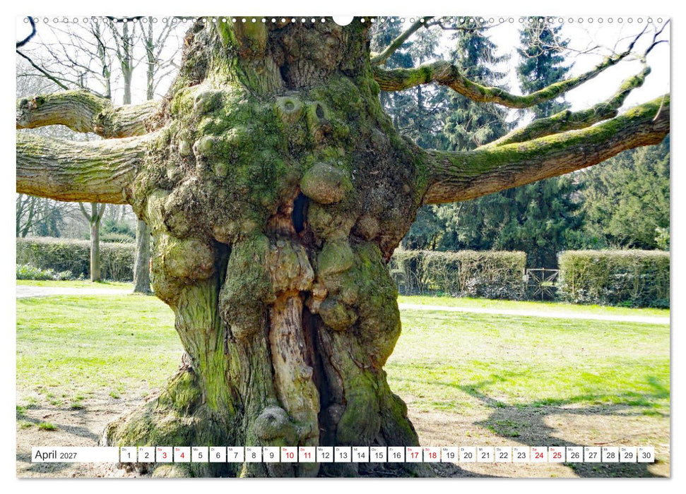 Waldgeister - Launen der Natur (CALVENDO Wandkalender 2027)