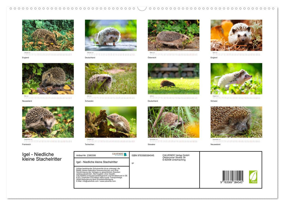Igel - Niedliche kleine Stachelritter (CALVENDO Premium Wandkalender 2027)