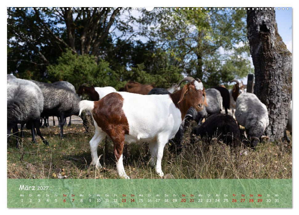 Im Herzen der Lüneburger Heide (CALVENDO Premium Wandkalender 2027)