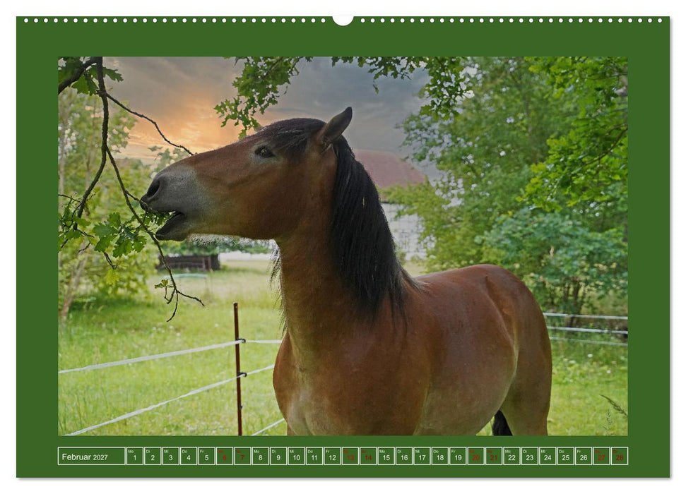 Faszination Rheinisch-Deutsches Kaltblut (CALVENDO Wandkalender 2027)