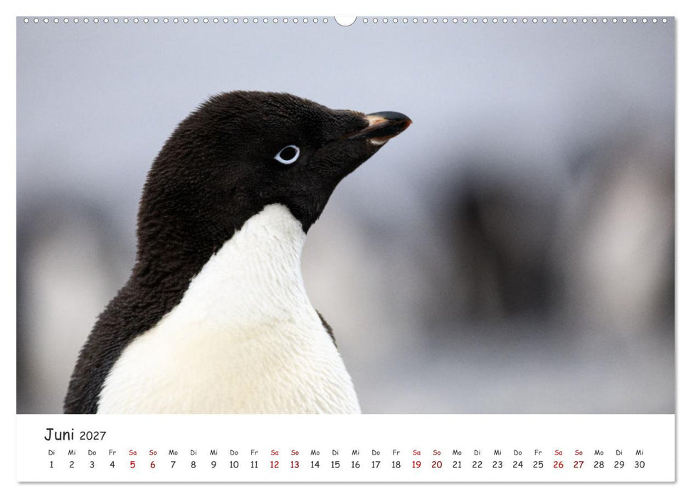 Antarktische Halbinsel (CALVENDO Wandkalender 2027)