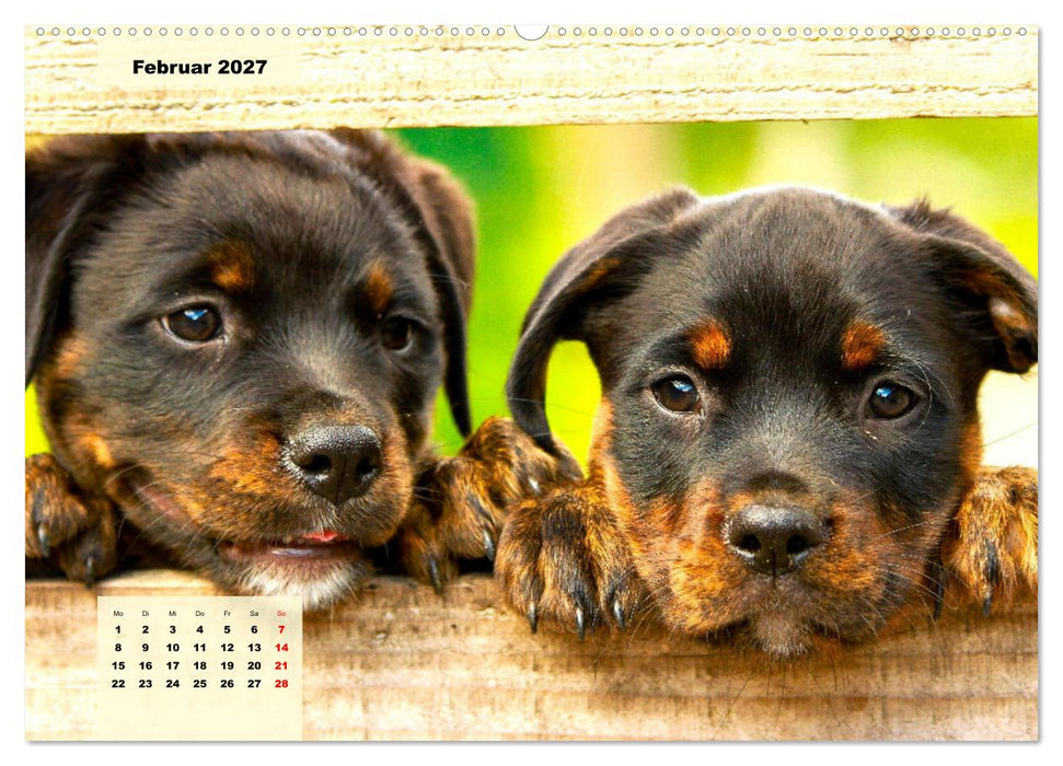 Mein Rottweiler. Nervenstarker Gebrauchs- und Begleithund (CALVENDO Premium Wandkalender 2027)
