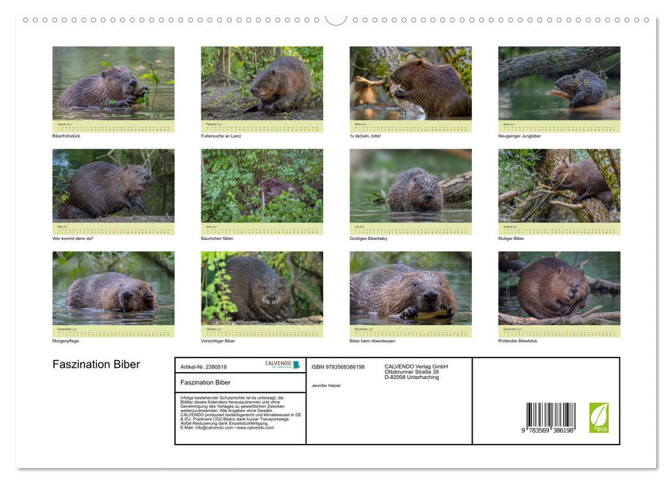 Faszination Biber (CALVENDO Premium Wandkalender 2027)