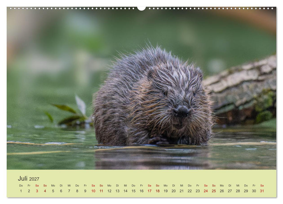 Faszination Biber (CALVENDO Premium Wandkalender 2027)