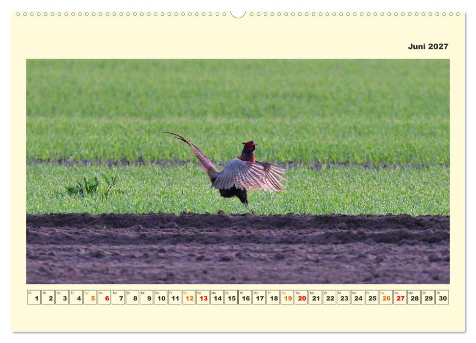 Tierwelt der Wümmeniederung (CALVENDO Premium Wandkalender 2027)
