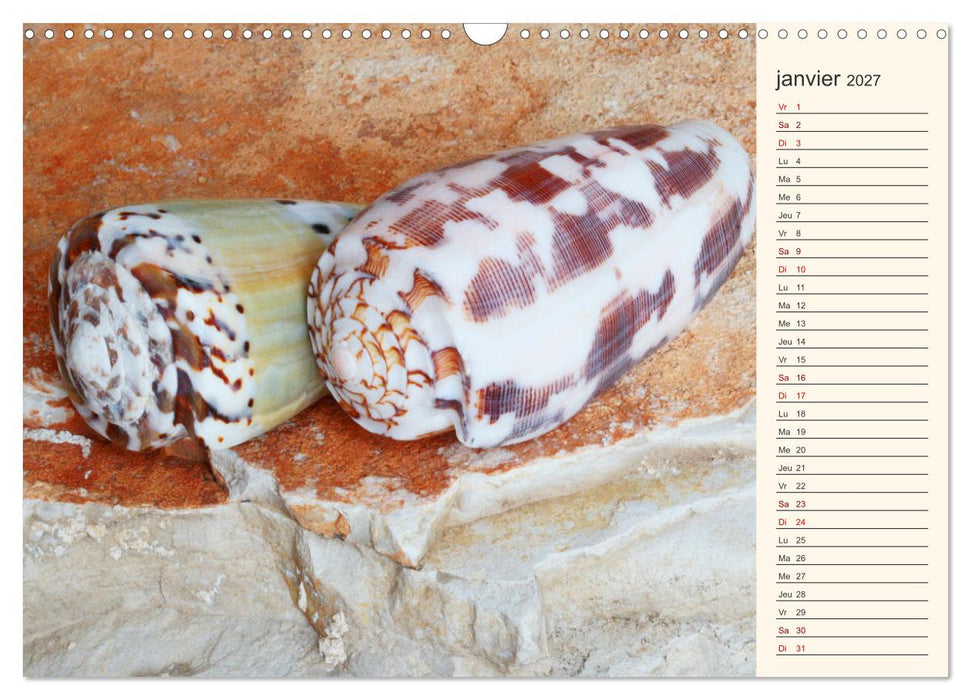 Coquillages, pierres et sable (CALVENDO Calendrier mensuel 2027)