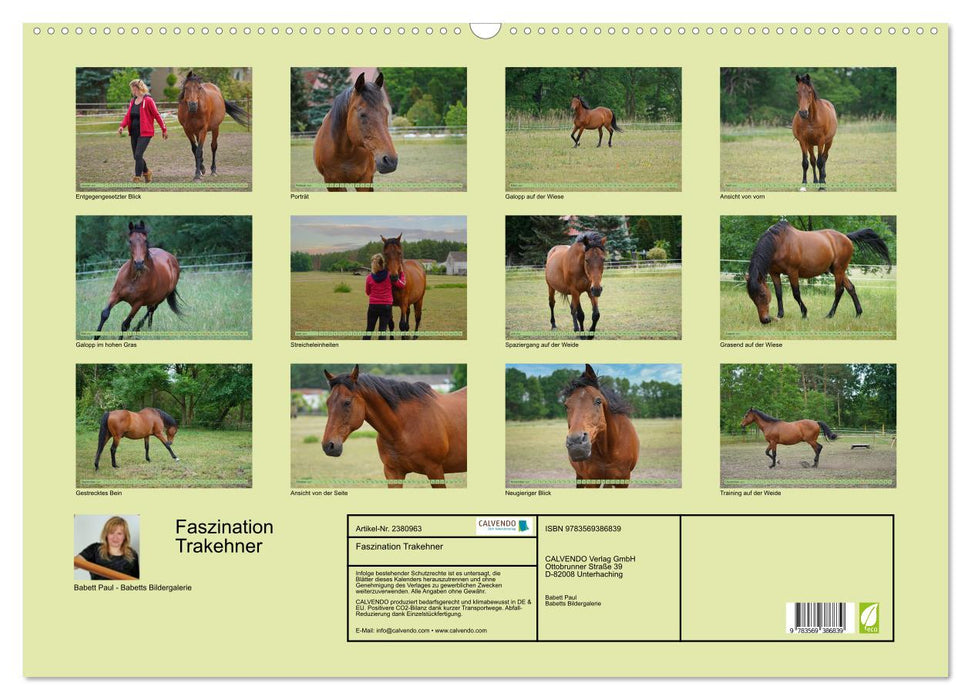 Faszination Trakehner (CALVENDO Wandkalender 2027)