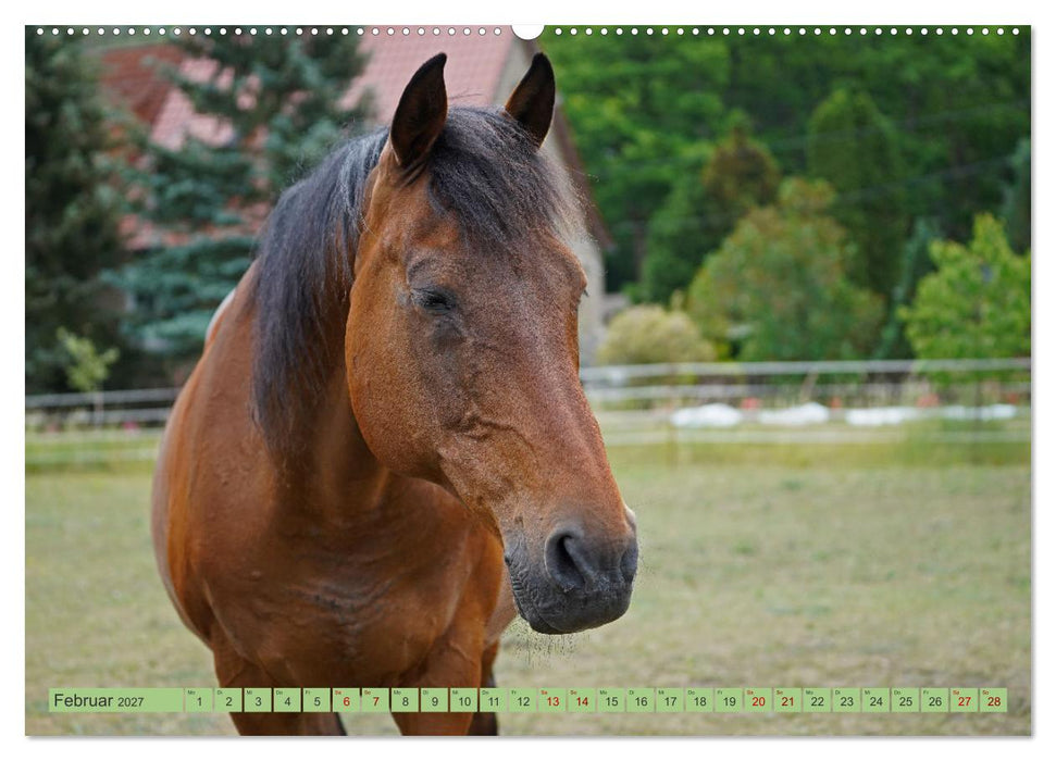 Faszination Trakehner (CALVENDO Wandkalender 2027)