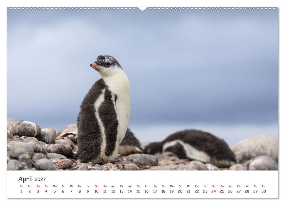 Antarktische Halbinsel (CALVENDO Premium Wandkalender 2027)