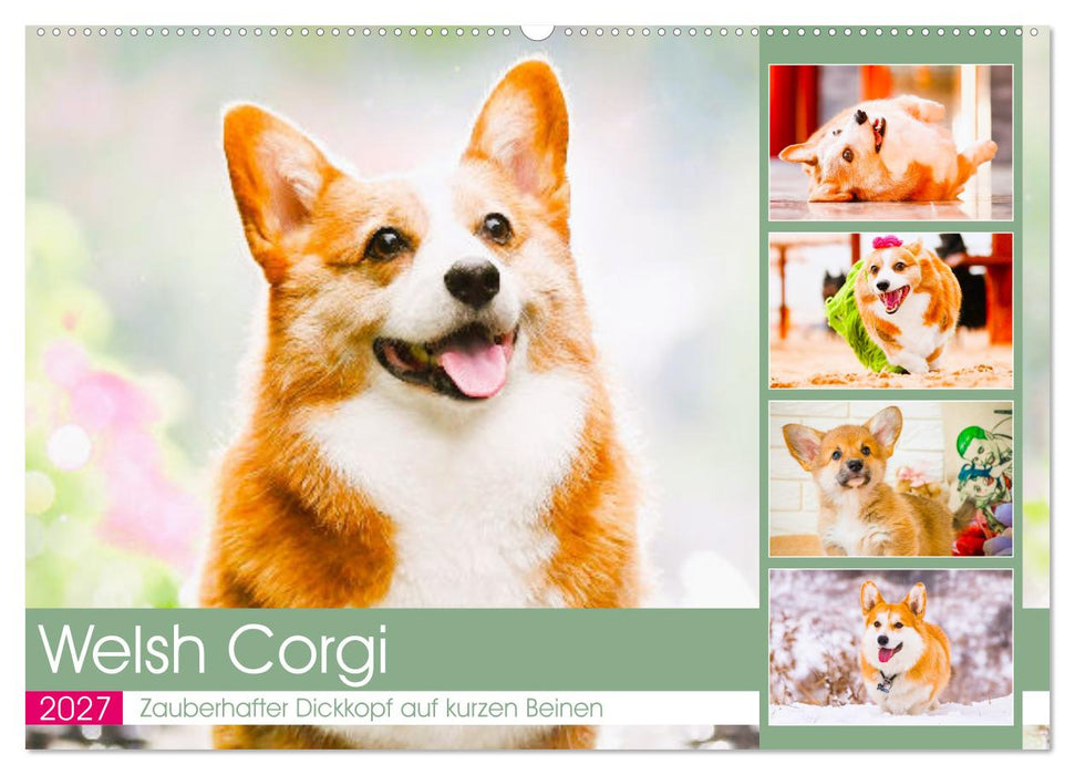 Welsh Corgi. Zauberhafter Dickkopf auf kurzen Beinen (CALVENDO Wandkalender 2027)