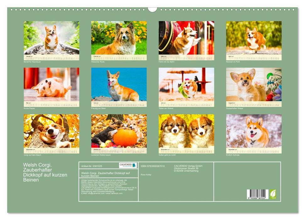 Welsh Corgi. Zauberhafter Dickkopf auf kurzen Beinen (CALVENDO Wandkalender 2027)
