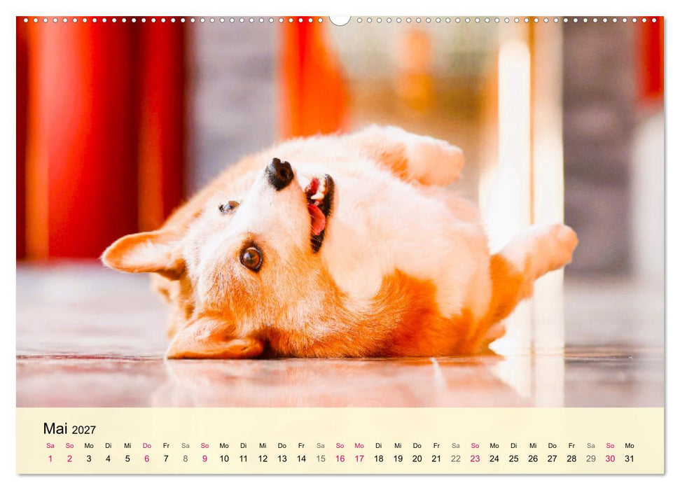 Welsh Corgi. Zauberhafter Dickkopf auf kurzen Beinen (CALVENDO Wandkalender 2027)