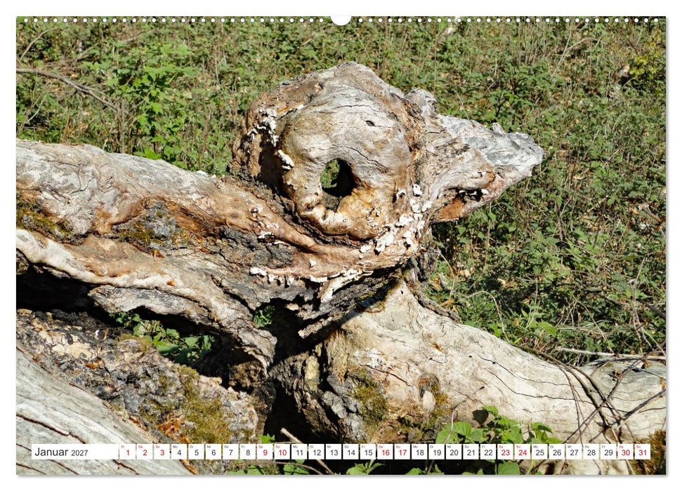 Waldgeister - Launen der Natur (CALVENDO Premium Wandkalender 2027)