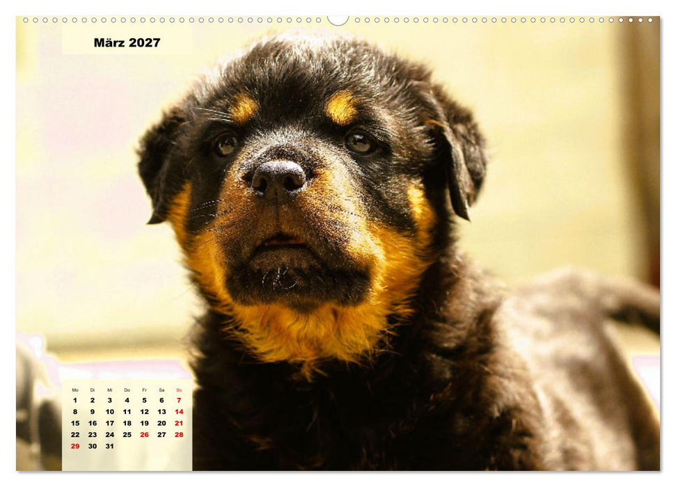 Mein Rottweiler. Nervenstarker Gebrauchs- und Begleithund (CALVENDO Wandkalender 2027)