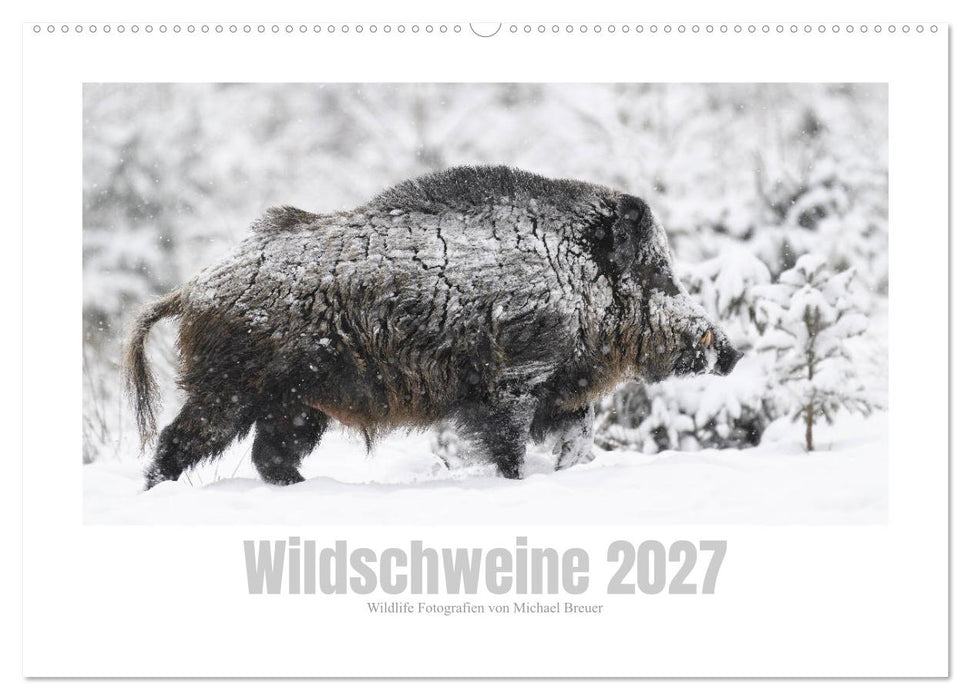 Wildschweine – Wildlife Fotografien (CALVENDO Wandkalender 2027)