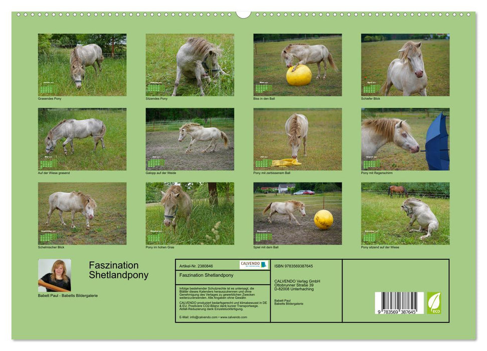 Faszination Shetlandpony (CALVENDO Premium Wandkalender 2027)