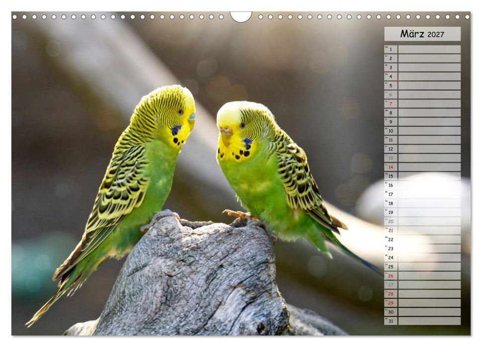 Zauberhafte Wellensittiche (CALVENDO Wandkalender 2027)