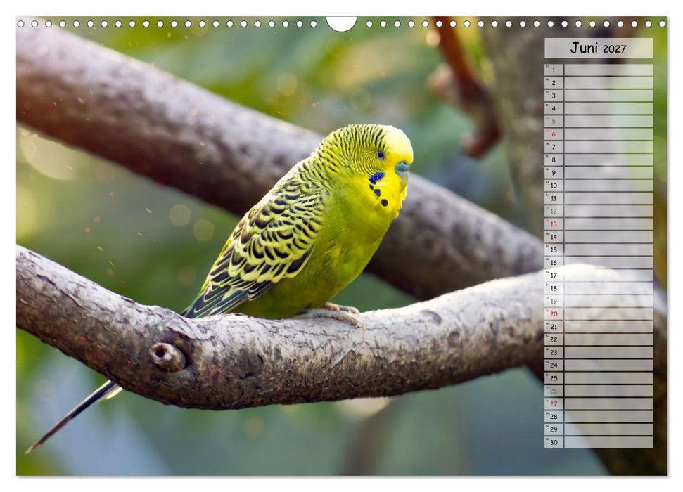 Zauberhafte Wellensittiche (CALVENDO Wandkalender 2027)