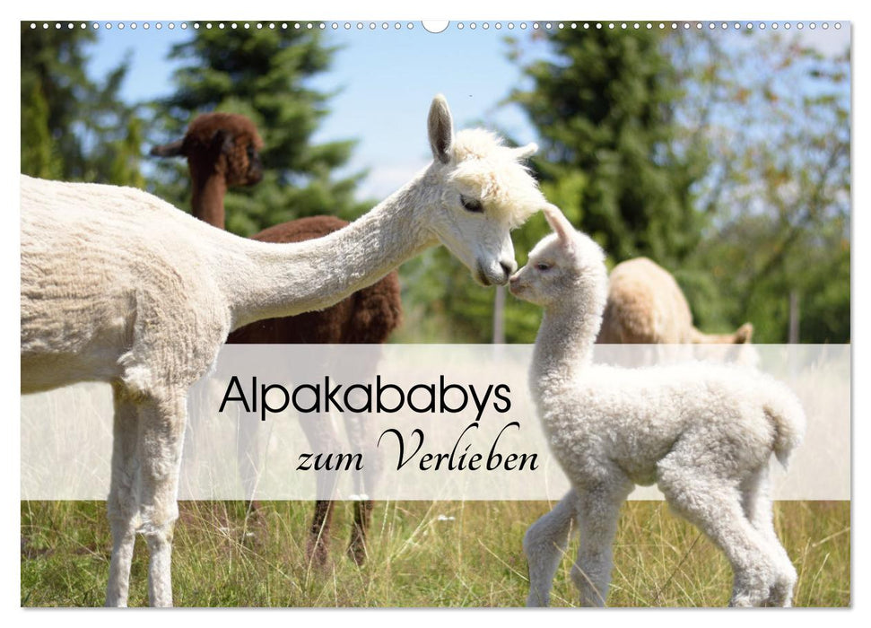 Alpakababys zum Verlieben (CALVENDO Wandkalender 2027)